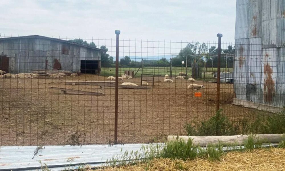 Κιλκίς: Ελεύθερος υπό όρους ο 54χρονος κτηνοτρόφος που πυροβόλησε και σκότωσε Γεωργιανό ληστή